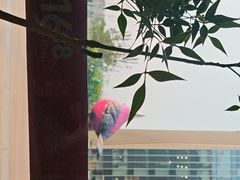 -金鼎轩(鸟巢北辰荟店)