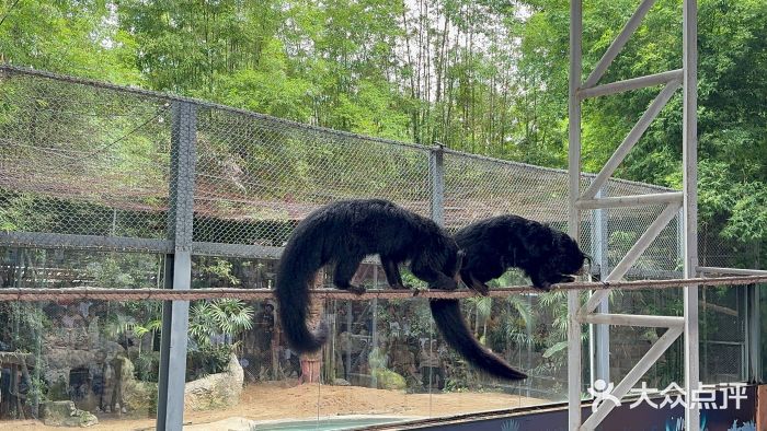 清迈夜间动物园图片