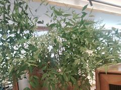 -墨宴(西洋湖店)