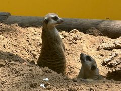 -北京野生动物园