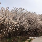 真是个踏青散心的好去处