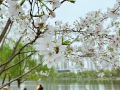 -西北湖绿化广场