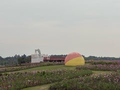 -空港花田景区