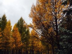 -塞罕坝国家级自然保护区