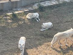 -石家庄市动物园