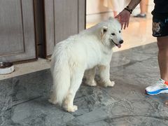 -上海崇明金茂凯悦酒店