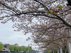 -高东镇樱花园