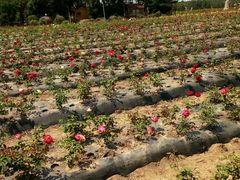 -北纬44度·金珠花海休闲农业旅游景区