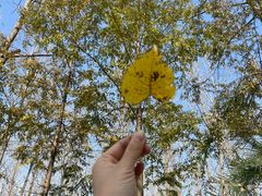 -合肥滨湖国家森林公园