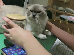 -喵喵咪呀布偶猫咖(春熙路店)