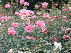 -人民公园(罗湖区)