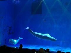 -芜湖新华联大白鲸海洋公园