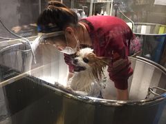 -PETKIT 小佩宠物·低压洗护·美容·寄养(安远店)