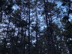 -帽儿山国家森林公园