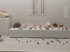 -青岛贝壳博物馆