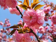 -巴莉甜甜(中环城店)