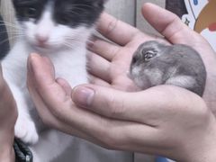 -安安宠医宠物医院·异宠·犬猫内科(岳阳分院)