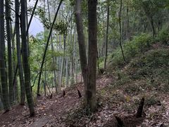 -上海佘山国家森林公园天马山园