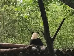 -都江堰中华大熊猫苑