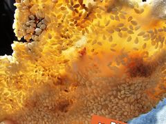 -徐记红川肉烧饼