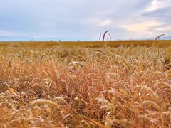 -野鸭湖国家湿地公园