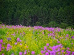 -塞罕坝国家级自然保护区