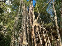 -中国科学院西双版纳热带植物园