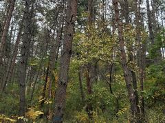 -帽儿山国家森林公园