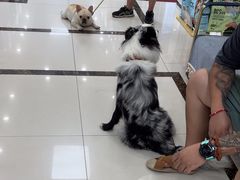 -派美特宠物医院·核磁CT·骨科肿瘤·疑难转诊(沈农禾丰店)