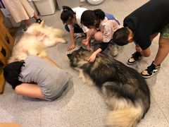 -more than meow吴止猫主题餐厅(承德 中船汇店)