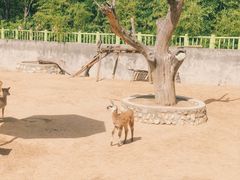 -西安秦岭野生动物园