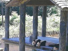 -中国大熊猫保护研究中心雅安碧峰峡基地