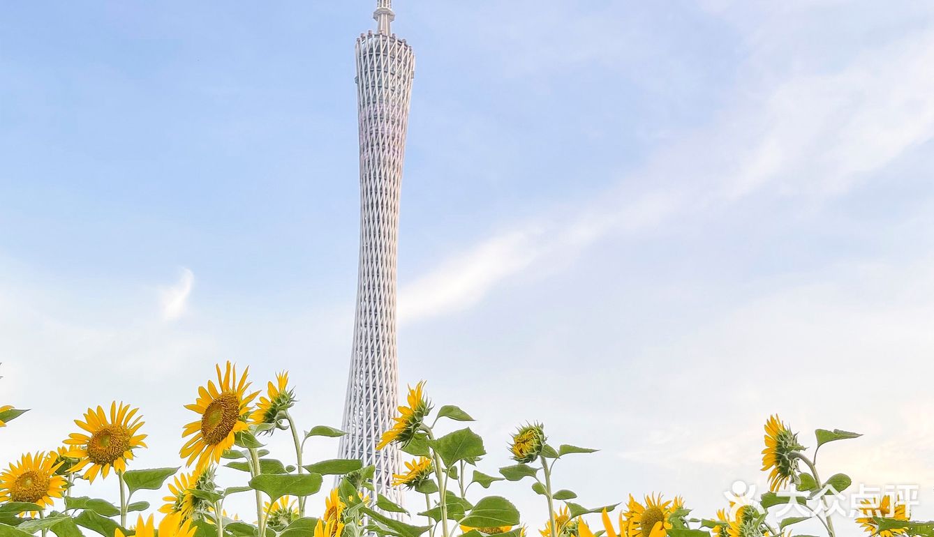 🌻金黄色向日葵花海 广州塔下的浪漫