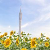🌻金黄色向日葵花海 广州塔下的浪漫