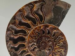 -青岛贝壳博物馆