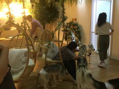 -Husky Go! 哈士奇体验馆·宠物咖啡厅狗咖