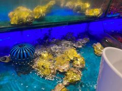 -SEA西雅图海鲜自助餐厅(海乐世界店)