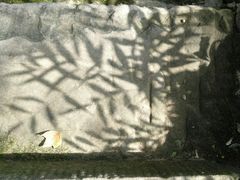 -南山植物园