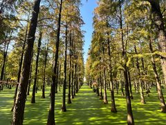 -池杉湖湿地公园