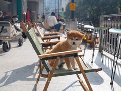 -逗柴咖啡屋·狗咖猫咖宠物桌游