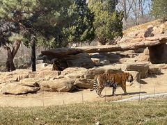-北京野生动物园