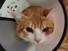 -乐琪宠物医院·犬猫专科·骨外科·急重症