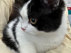 -伟伟宠物医院·瑞派猫友好医院·猫科(光谷店)