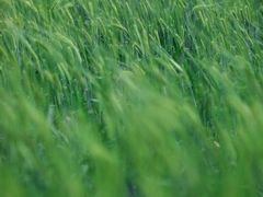 -嘉北郊野公园