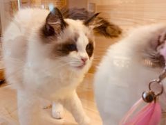 -柚子猫舍·精品猫舍购猫·猫咪认养·购宠·宠物店