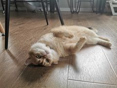 -东方名猫馆·英短金渐层布偶猫舍(环线广场1号楼店)