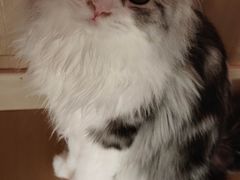 -猫腻·猫咖·撸猫馆(星光大道店)