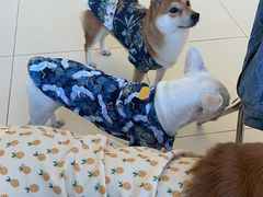 -怪兽屋·羊驼·猫咖·狗咖(俊华广场店)