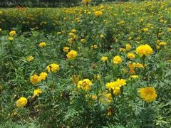 -广东花都香草世界旅游度假区