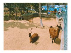 -西霞口神雕山野生动物世界